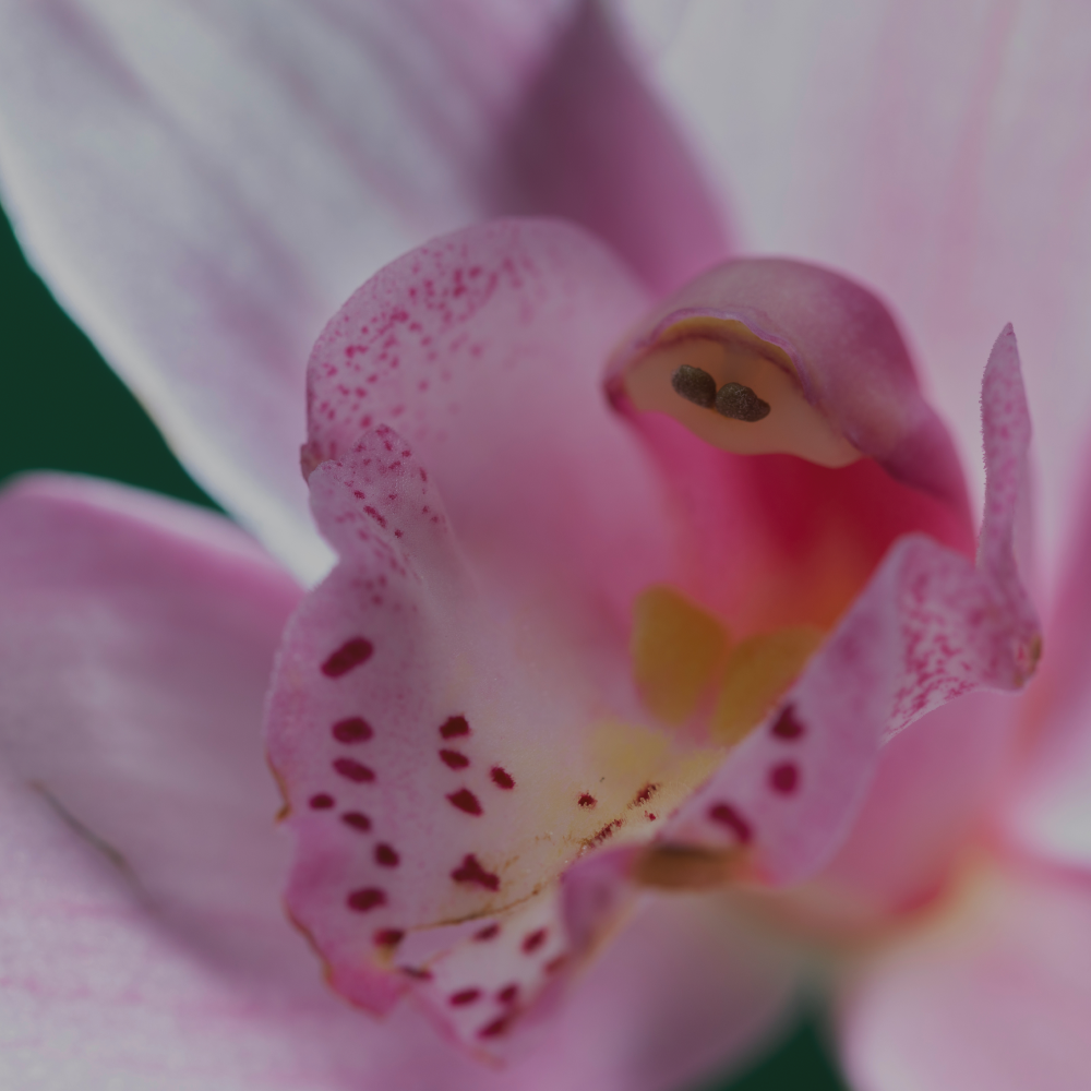Orchidee dell’Amazzonia: essenze floreali