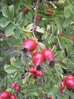MSA ROSA CANINA 50ML