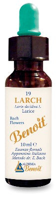 BENOIT FIORI DI BACH LARCH