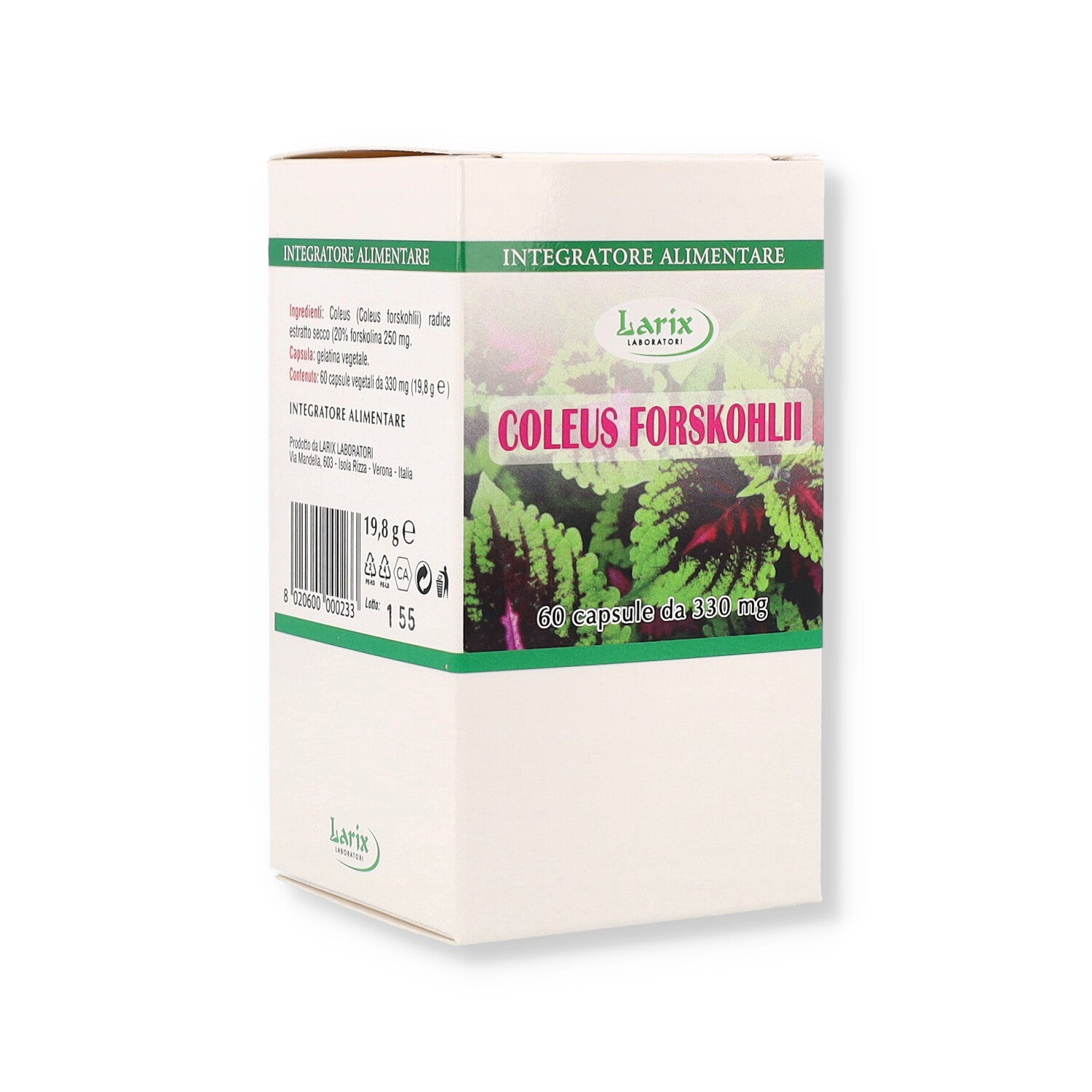 COLEUS FORSKHOLII 60 CPS VEG