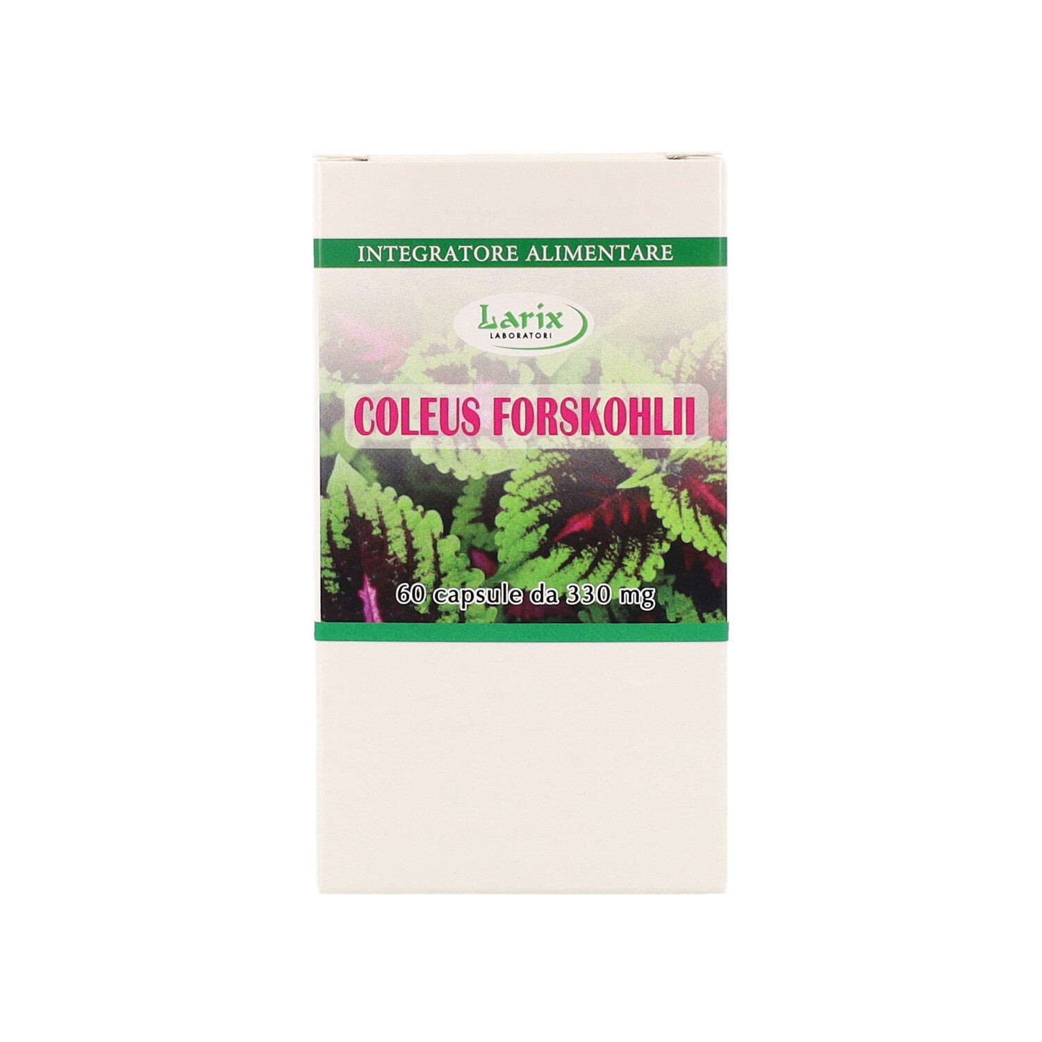 COLEUS FORSKHOLII 60 CPS VEG