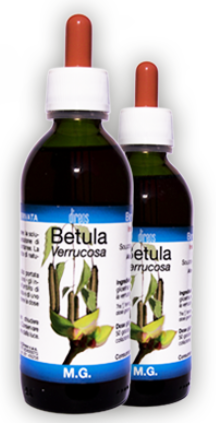 BETULA PUBESCENS 150 ML MG