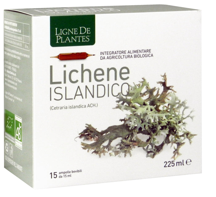 LICHENE ISLANDICO