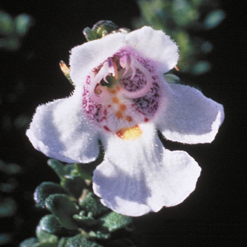 AUSTRALIAN BUSH FLOWER - ALPINE MINT AUSTRALIAN GTT 15ML