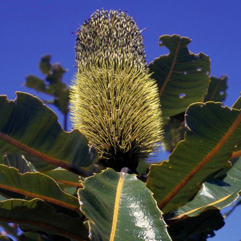 AUSTRALIAN BUSH FLOWER - BANKSIA ROBUR GOCCE GTT 15ML