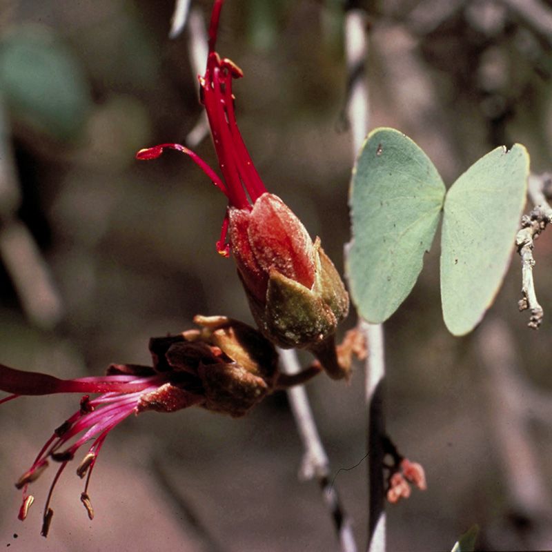 AUSTRALIAN BUSH FLOWER - BAUHINIA GOCCE GTT 15ML