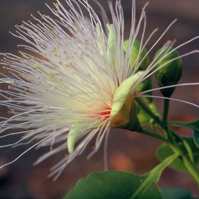 AUSTRALIAN BUSH FLOWER - BILLY GOAT PLUM GOCCE GTT 15ML