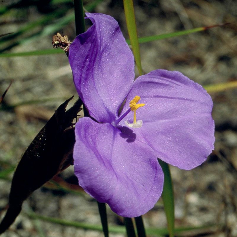 AUSTRALIAN BUSH FLOWER - BUSH IRIS GTT 15ML