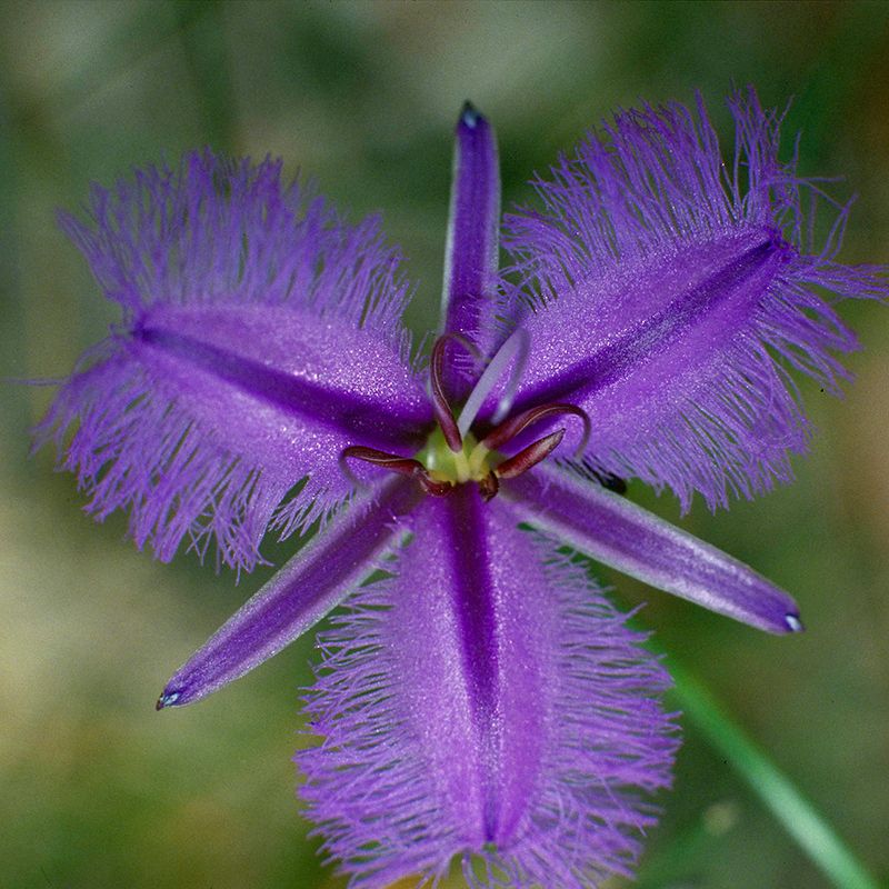 AUSTRALIAN BUSH FLOWER - FRINGED VIOLET GTT 15ML