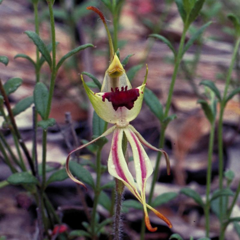 AUSTRALIAN BUSH FLOWER - GREEN SPIDER ORCHID GTT 15ML