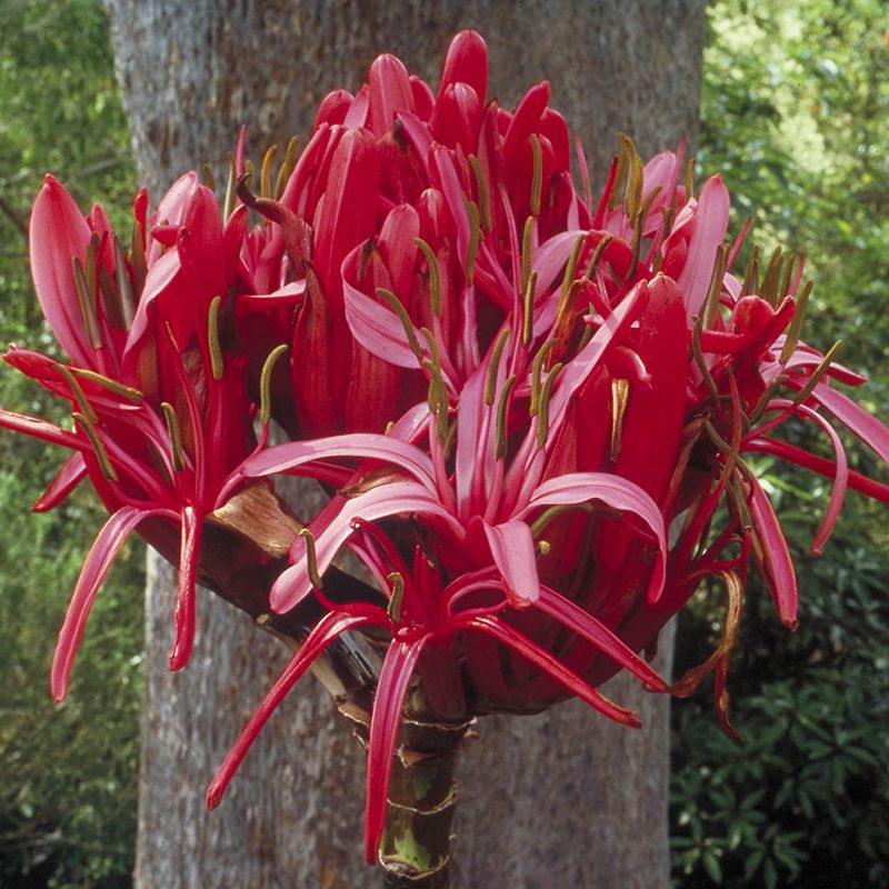 AUSTRALIAN BUSH FLOWER - GYMEA LILY GTT 15ML