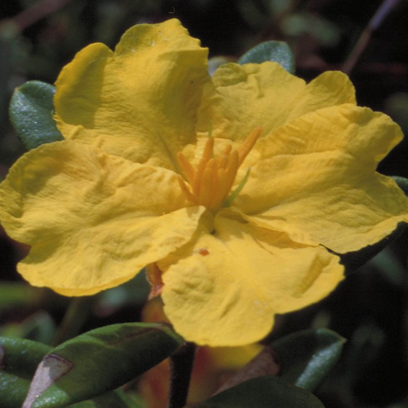 AUSTRALIAN BUSH FLOWER - HIBBERTIA GTT 15ML