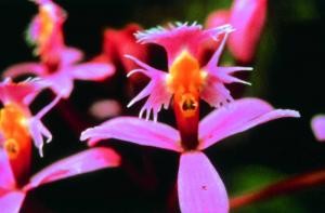 AMAZZONIA ANGEL ORCHID 15ML