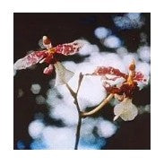 AMAZZONIA CHANNELLING ORCHID 15ML