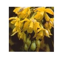 AMAZZONIA SUN ORCHID 15ML