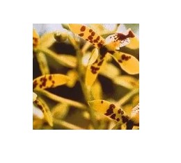 AMAZZONIA DEVA ORCHID 15ML