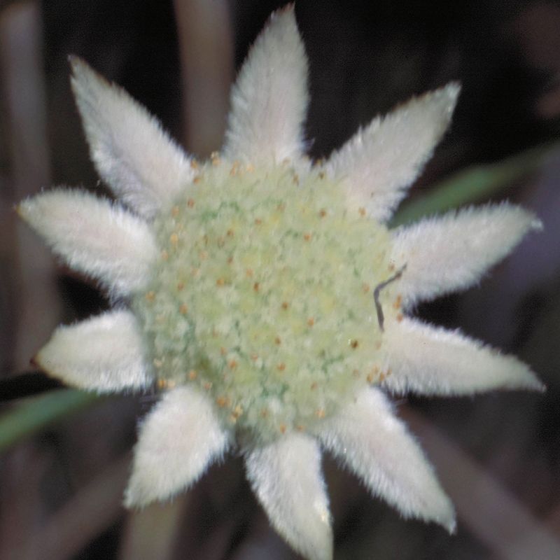 AUSTRALIAN BUSH FLOWER - LITTLE FLANNEL FLOWER GTT 15ML