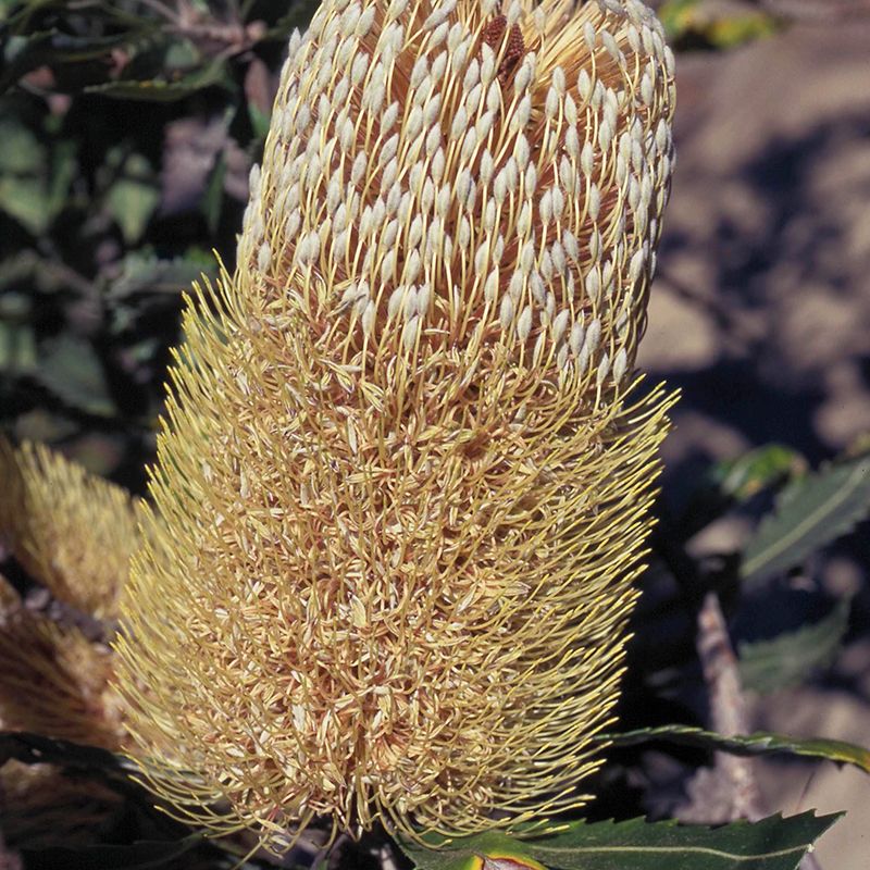 AUSTRALIAN BUSH FLOWER - OLD MAN BANKSIA  GTT 15ML