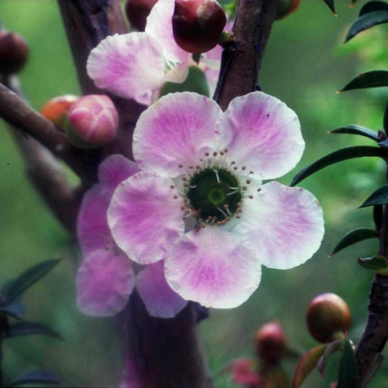 AUSTRALIAN BUSH FLOWER - PEACH FLOW TEA TREE GTT 15ML