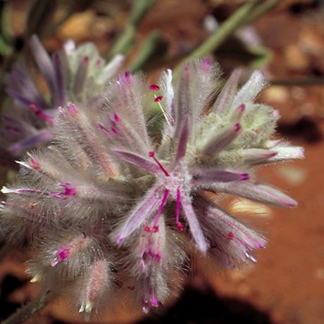 AUSTRALIAN BUSH FLOWER - PINK MULLA MULLA GTT 15ML
