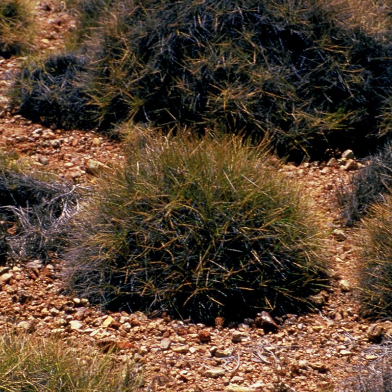 AUSTRALIAN BUSH FLOWER - SPINIFEX GTT 15ML