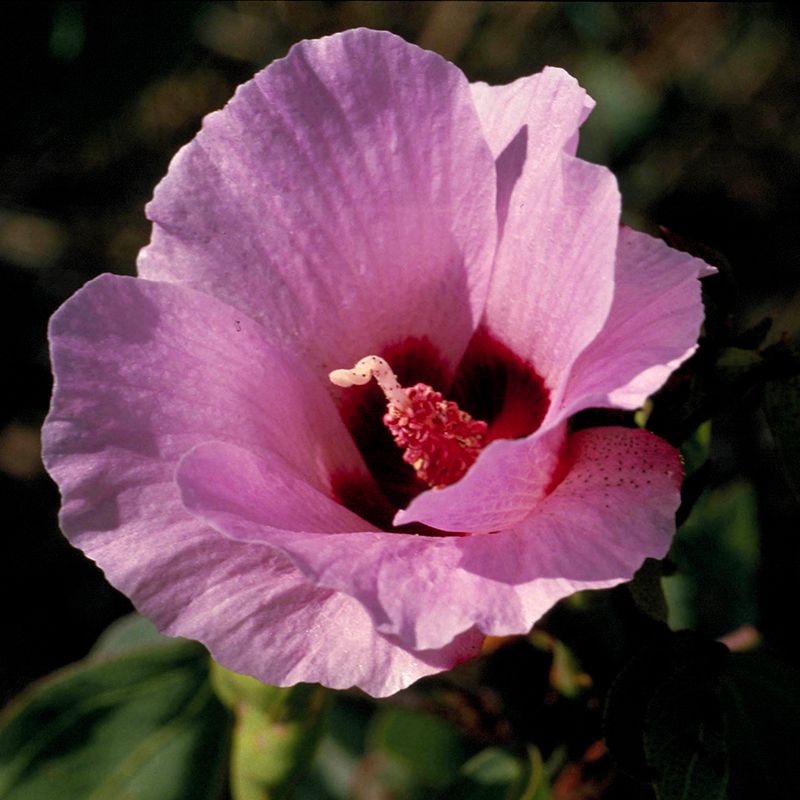 AUSTRALIAN BUSH FLOWER - STURT DESERT ROSE GTT 15ML