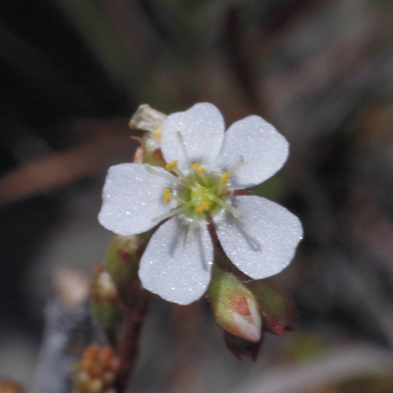AUSTRALIAN BUSH FLOWER - SUNDEW GTT15ML