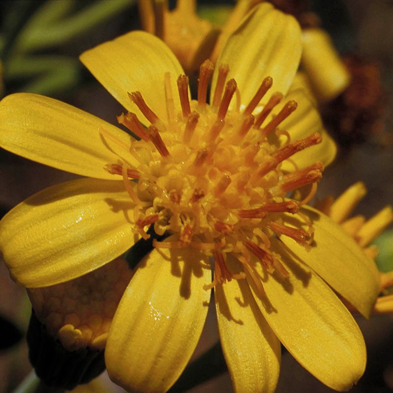 TALL YELLOW TOP GTT 15 ML