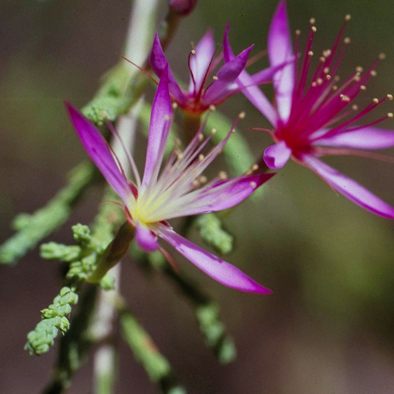 AUSTRALIAN BUSH FLOWER - TURKEY BUSH GTT 15ML
