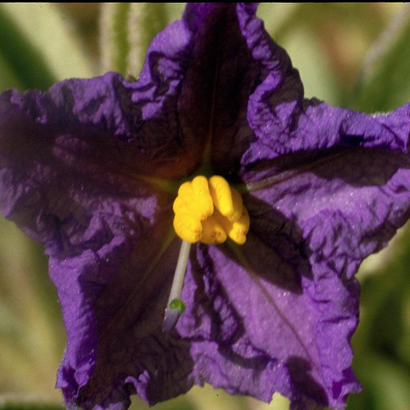 AUSTRALIAN BUSH FLOWER - WILD POTATO BUSH GTT15 ML