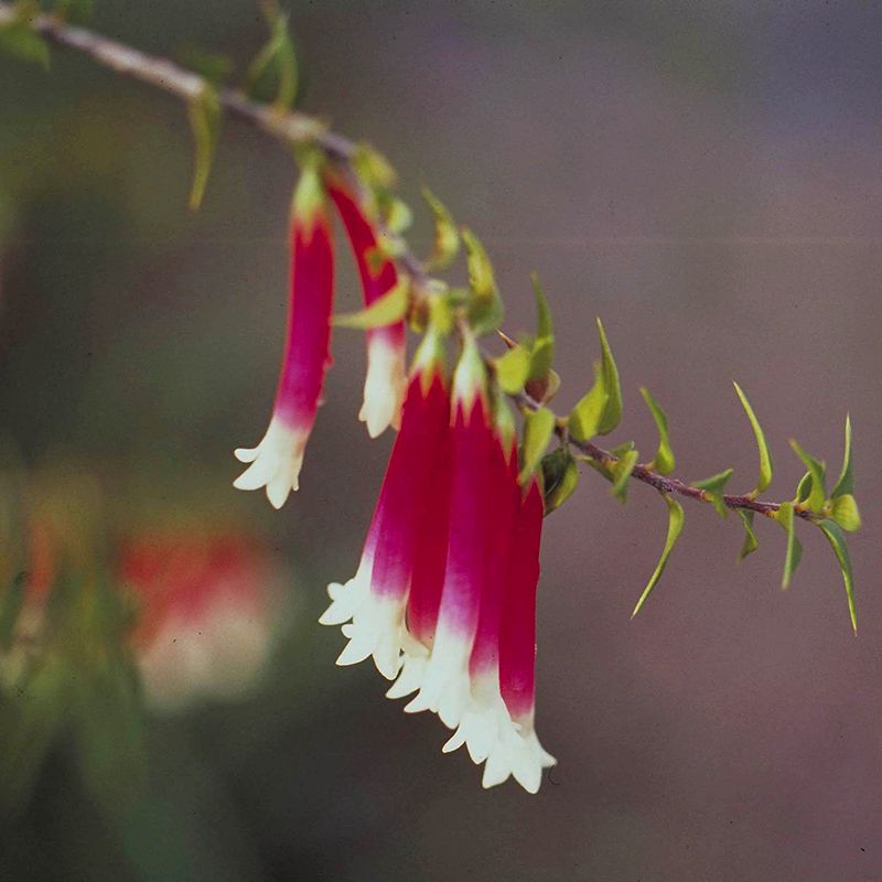 AUSTRALIAN BUSH FLOWER - BUSH FUCHSIA GTT 15ML