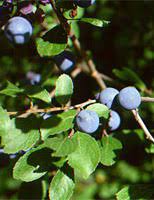PRUNUS SPINOSA GEMME 50ML