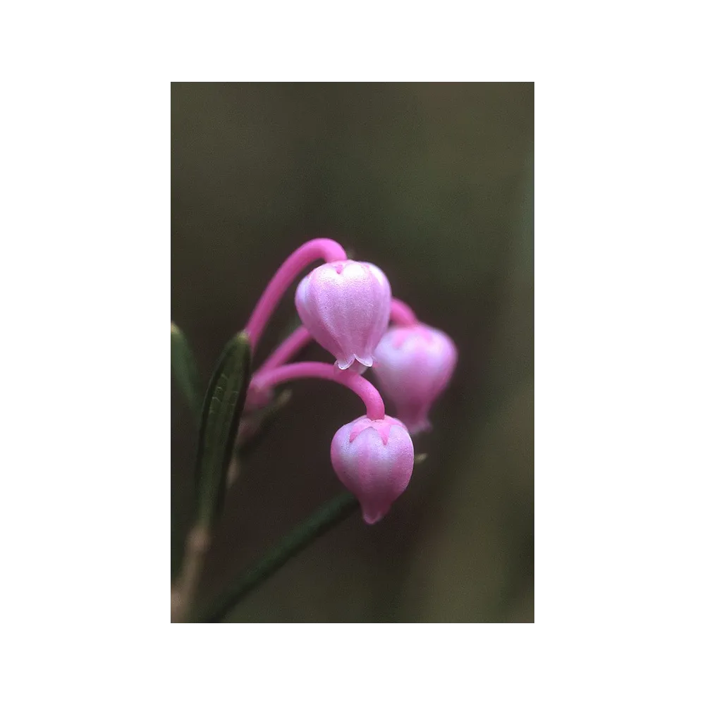 ESSENZA DELL'ALASKA BOG ROSEMARY 7,4 ML