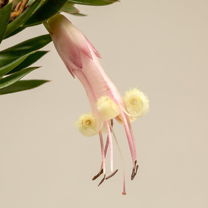 AUSTRALIAN BUSH FLOWER - FIVE CORNERS GTT 15ML