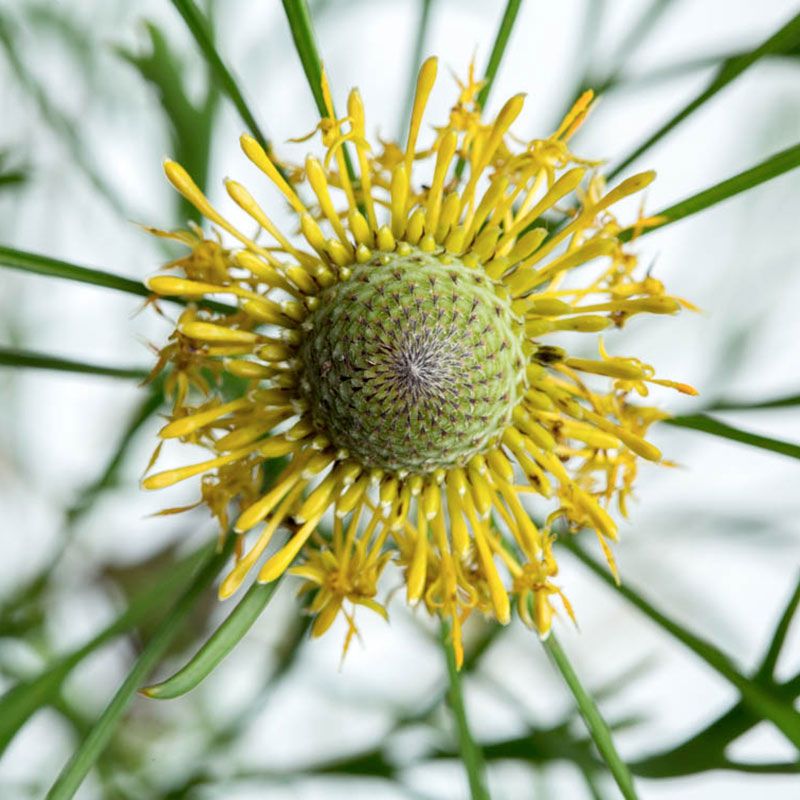 AUSTRALIAN BUSH FLOWER - ISOPOGON GTT 15ML