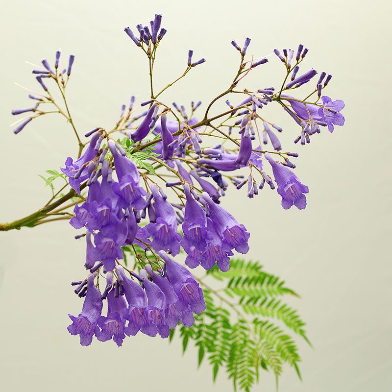 AUSTRALIN BUSH FLOWER - JACARANDA GTT 15ML