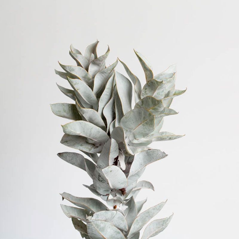 AUSTRALIAN BUSH FLOWER - MACROCARPA GTT 15M