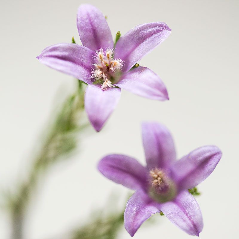 AUSTRALIAN BUSH FLOWER - PHILOTHECA GTT 15ML