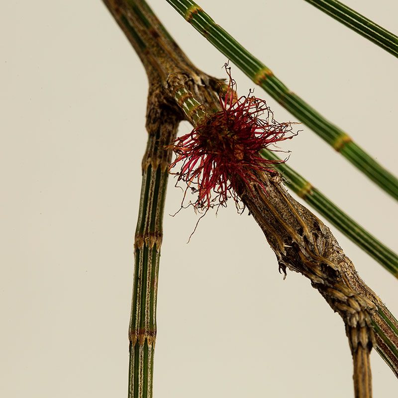 AUSTRALIAN BUSH FLOWER - SHE OAK GTT 15ML