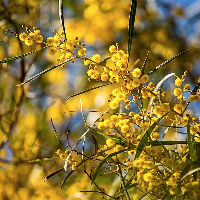 AUSTRALIAN BUSH FLOWER - SUNSHINE WATTLE GTT 15ML