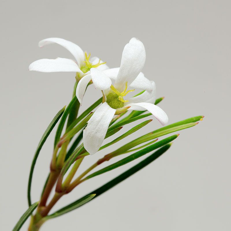 AUSTRALIAN BUSH FLOWER - WEDDING BUSH GTT 15ML